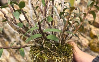 盆栽铁皮石斛放阳台还是室内好？