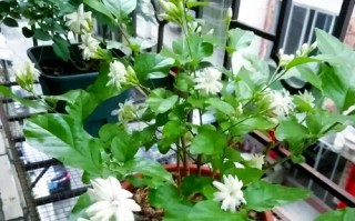 哪种木本盆栽能耐寒又耐热？