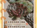 多肉水培养殖方法有哪些？