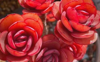 红日轮多肉的花语是什么？