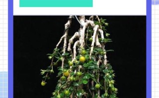 茶花室外盆栽如何安全越冬？