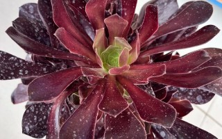 法师多肉冬天能扦插吗？