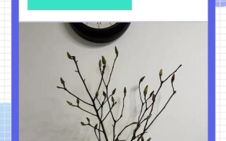 为什么有的花卉可以水培