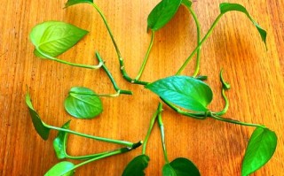 水培绿萝根部需剪吗？剪了更旺吗？