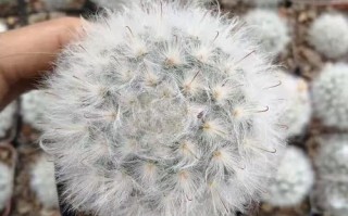 白鸟多肉作文写肉白还是写鸟情？