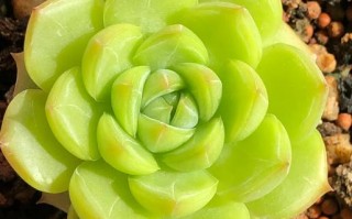 哪些多肉叶子能轻松成活？