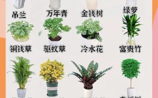 花盆栽图片名称大全有哪些常见品种？