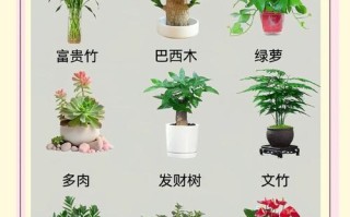 大盆栽有哪些常见品种及名称？