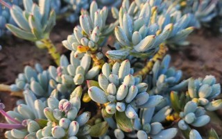 室内养多肉，如何补足阳光最合适？