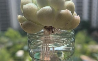 多肉水培生根到底要多久？