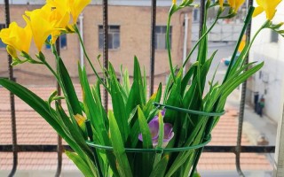 盆栽香雪兰怎么养才好？