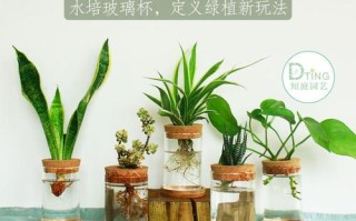 水培虎皮兰为什烂叶子