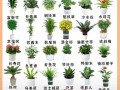 盆栽花卉种类有哪些？图片怎么选？