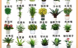 盆栽花卉种类有哪些？图片怎么选？