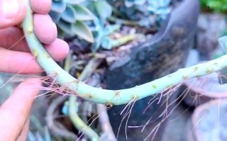 多肉死了，旁边的草为何活得茂盛？