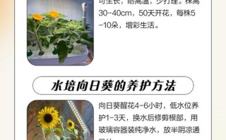 水培太阳花不晒太阳能活吗？