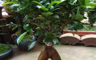 盆榕春肥选啥？促生长用啥肥？