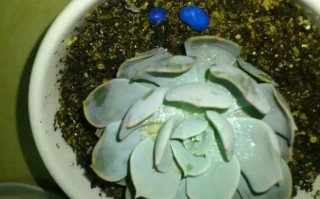 多肉叶子软瘪掉叶？咋办？