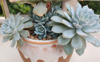 蓝鸟开花有多惊艳？