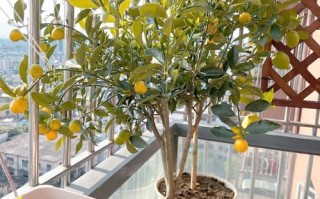 盆栽小金桔夏季移栽要注意什么？