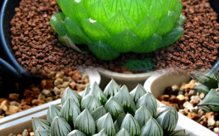 小玉多肉怎么养？