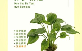 小盆栽为啥要常换水？