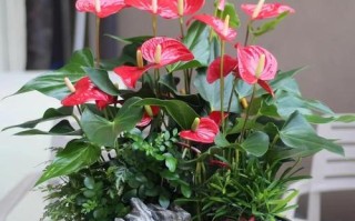 水泥盆栽红掌怎么养？