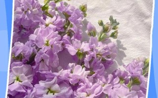 盆栽紫罗兰怎么养才好？