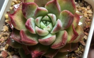 多肉叶片为何出现黄色斑点？