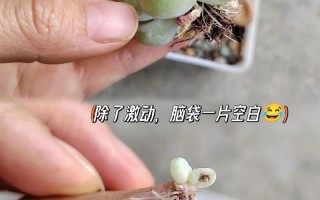 多肉断头后多久能冒新芽？
