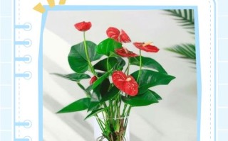 一品红水培扦插视频怎么做？