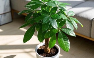 哪些室内盆栽喜强光？