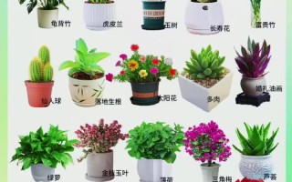 室内盆栽花卉养殖技术有哪些要点？