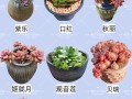 冬天适合养哪些耐寒多肉品种？