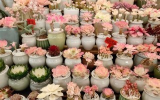 昆明斗南花市多肉批发价多少？