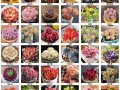多肉植物名字大全有哪些？