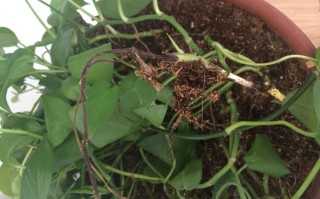 水培绿萝黄叶烂柄咋办？