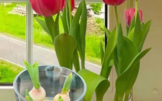 郁金香能水培吗？水培方法有哪些？
