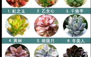 多肉有哪些奇葩的名字