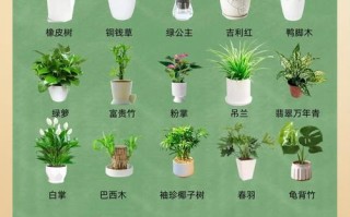 常见盆栽树种有哪些？看图识名！