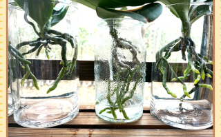 水培蝴蝶兰真的能用泥土吗？揭秘养护真相