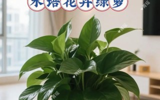 水培什么水不容易臭？