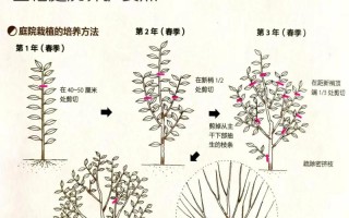 盆栽金桔修剪枝条有哪些技巧？