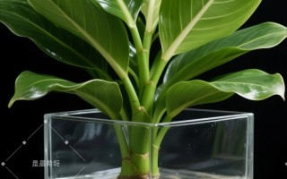 金钻可以用水培扦插吗