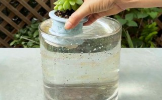 出差多肉怎么浇水才不烂根？