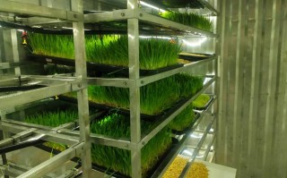 水培花卉技术培训基地