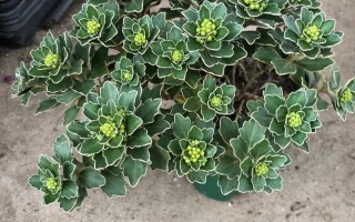 长得像菊花的多肉植物