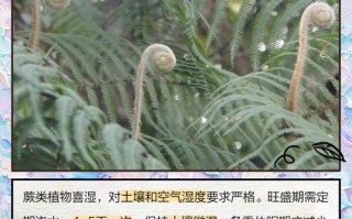 盆栽蕨类植物养护有何关键要点？