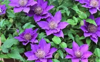 盆栽铁线莲选多大盆合适？