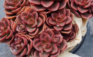 多肉巧克力几年能开花？